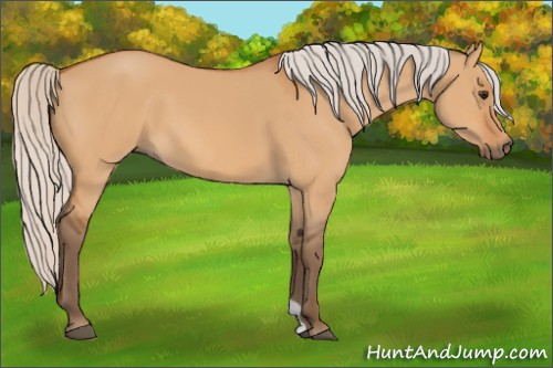 Horse Color:Silver Bay Dun