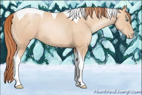 Horse Color:Amber Champagne Pearl Tobiano 