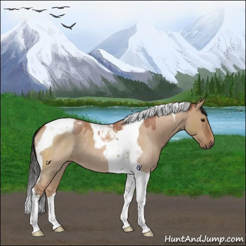 Horse Color:Brown Roan Dun Tobiano 