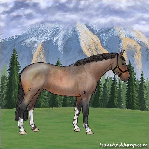 Horse Color:Bay Roan 
