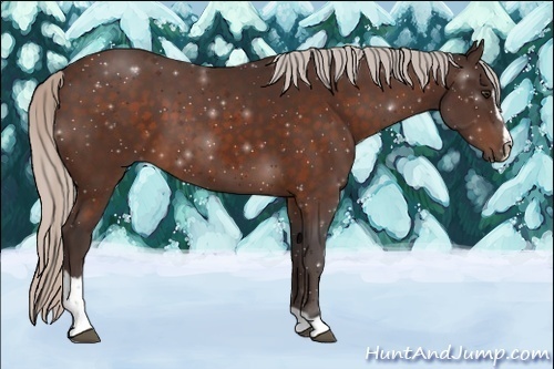 Horse Color:Silver Brown Sabino 