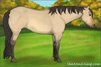 Horse Color:Buckskin Dun 