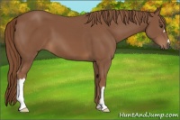 Horse Color:Chestnut 
