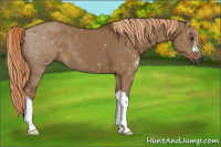 Horse Color:Gray Red Dun