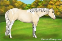Horse Color:Silver Amber Champagne Pearl Dun Splash Tobiano Frame