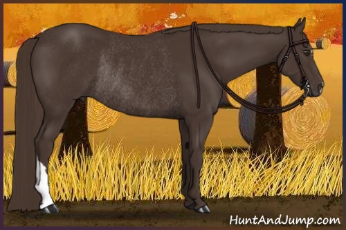Horse Color:Liver Chestnut Rabicano 