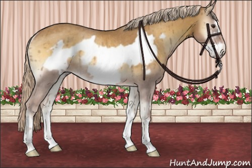 Horse Color:Palomino Onyx Frame Rabicano 