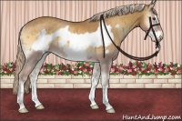 Horse Color:Palomino Onyx Frame Rabicano 