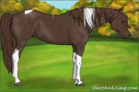 Horse Color:Liver Chestnut Tobiano 