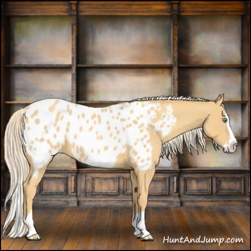 Horse Color:Gold Cream Champagne Roan Splash Appaloosa 