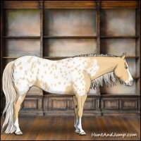 Horse Color:Gold Cream Champagne Roan Splash Appaloosa 