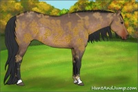 Horse Color:Brown Dun Sabino Rabicano 