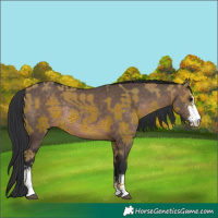 Horse Color:Brown Dun Sabino Rabicano