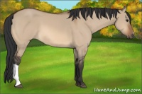 Horse Color:Bay Dun