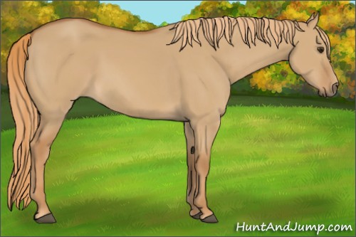 Horse Color:Red Dun 