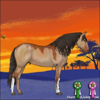 Horse Color:Bay Dun
