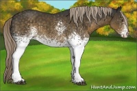 Horse Color:White Spotted Chocolate Palomino