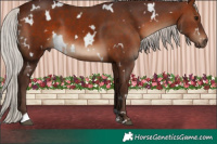 Horse Color:White Spotted Silver Brown