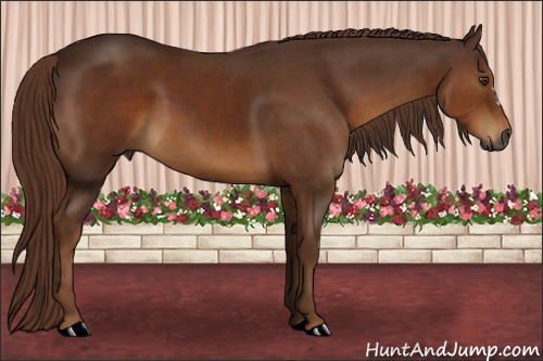 Horse Color:Gray Chestnut 