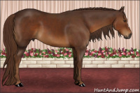 Horse Color:Gray Chestnut 