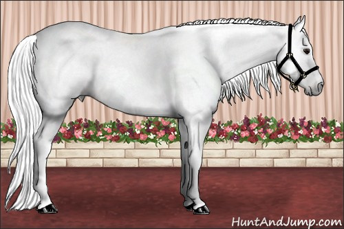 Horse Color:Gray Bay