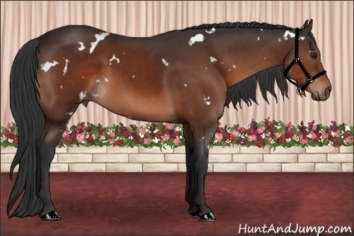 Horse Color:White Spotted Brown 