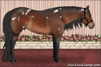 Horse Color:White Spotted Brown 