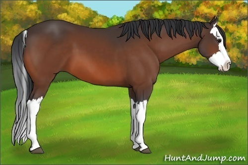 Horse Color:Bay Splash