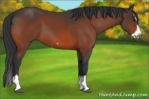Horse Color:Bay Splash Frame 
