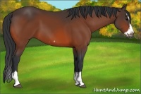 Horse Color:Bay Splash Frame 