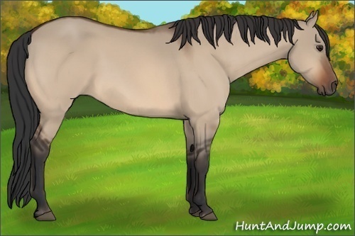 Horse Color:Brown Dun 