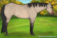 Horse Color:Brown Dun