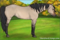 Horse Color:Bay Roan Dun 