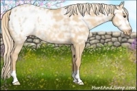 Horse Color:Palomino Ice Dun Appaloosa Rabicano 