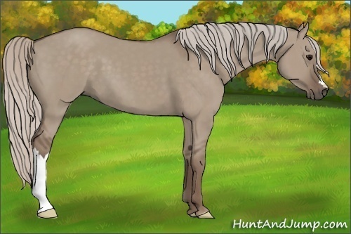 Horse Color:Silver Grullo