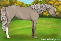 Horse Color:Silver Grullo 