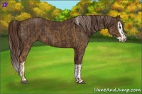 Horse Color:Chocolate Palomino  and Liver Chestnut Splash 