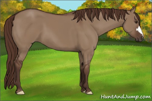 Horse Color:Liver Red Dun 