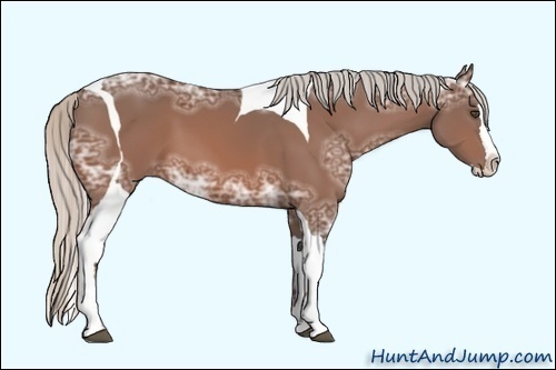 Horse Color:Unknown 