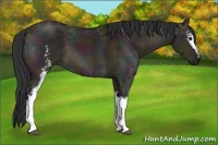 Horse Color:White Spotted Midnight Brown Ice Dun