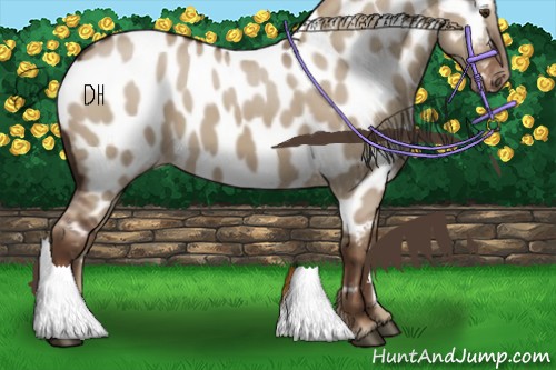 Horse Color:Liver Red Dun Appaloosa