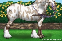Horse Color:Liver Red Dun Appaloosa 