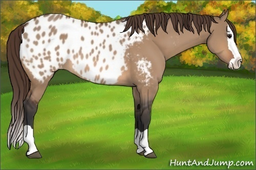 Horse Color:Bay Dun Splash Appaloosa 