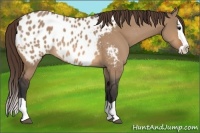 Horse Color:Bay Dun Splash Appaloosa