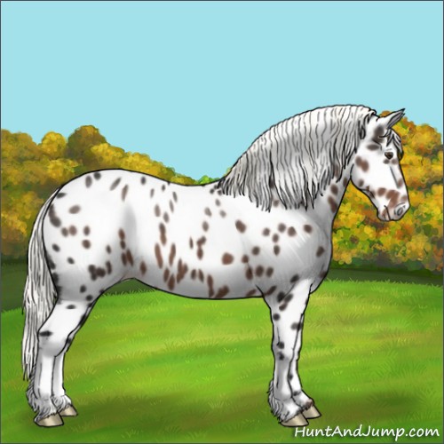 Horse Color:Liver Chestnut Appaloosa 