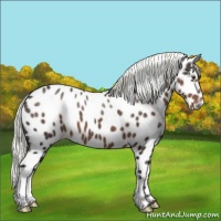 Horse Color:Liver Chestnut Appaloosa 
