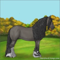 Horse Color:Grullo