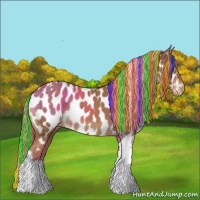 Horse Color:Painted Chestnut Tobiano Appaloosa 