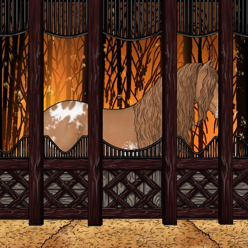 Horse Color:White Spotted Chestnut Appaloosa 