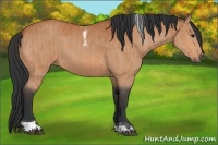 Horse Color:Bay and Bay Tobiano